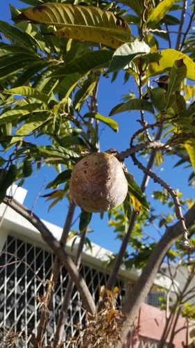 Annona reticulata - Whole tree