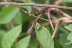 Zulia pubescens