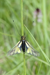 Libelloides coccajus