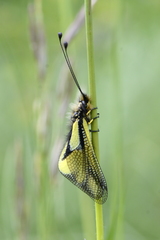 Libelloides coccajus