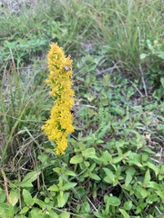 Solidago