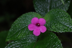 Chrysothemis melittifolia