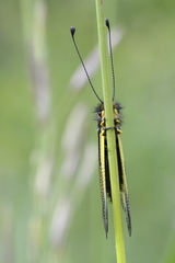Libelloides coccajus