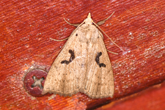 Herminodes concatenalis