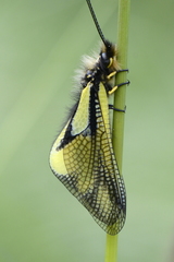 Libelloides coccajus