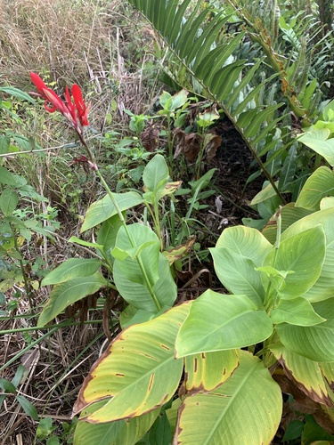 Canna indica image