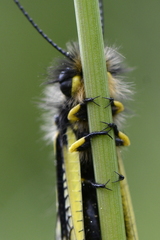 Libelloides coccajus