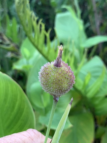 Canna indica image