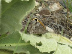 Haywardella edmondsii