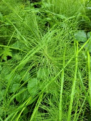 Equisetum pratense image