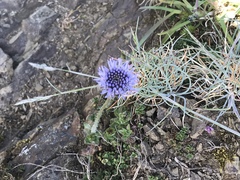 Jasione