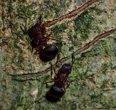 Meranoplus mucronatus
