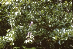 Anemopaegma