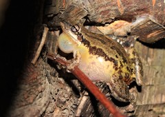 Lesser Snouted Treefrog photo 2
