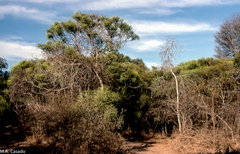 Euphorbia tirucalli