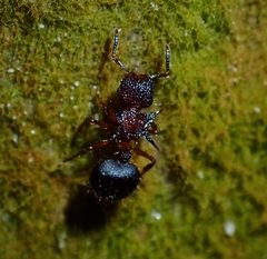 Meranoplus mucronatus