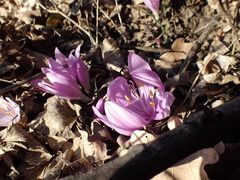 Colchicum bulbocodium