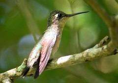 Stephanoxis loddigesii