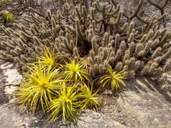 Encholirium spectabile