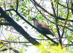 Patagioenas plumbea