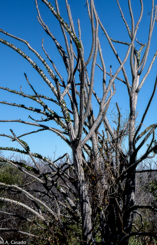 Madagascar Ocotillo