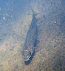 Luciobarbus sclateri