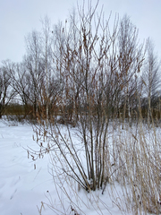 Salix pentandra
