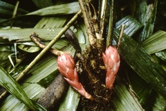 Disteganthus basilateralis