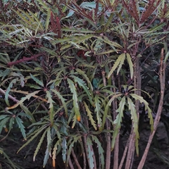 Plerandra elegantissima