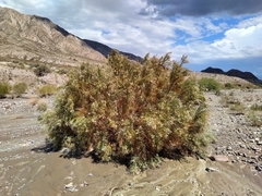 Aphyllocladus ephedroides