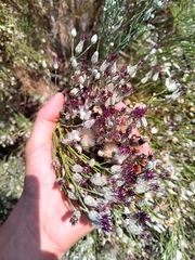 Aphyllocladus ephedroides