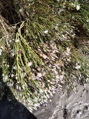 Aphyllocladus ephedroides