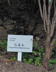 Plerandra elegantissima
