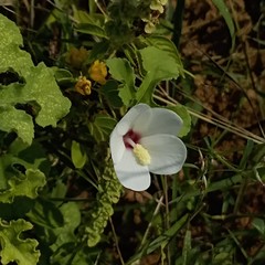 Abelmoschus ficulneus