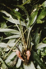 Disteganthus basilateralis