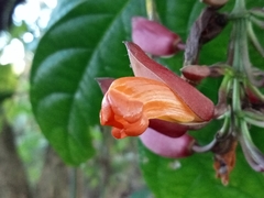 Thunbergia coccinea