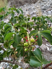 Jatropha excisa