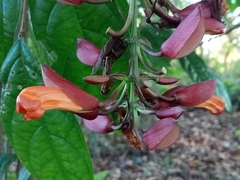Thunbergia coccinea