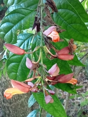 Thunbergia coccinea