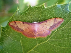 Idaea ostrinaria