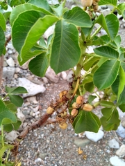 Jatropha excisa
