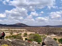 Copernicia prunifera