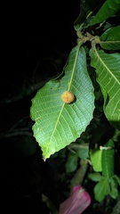 Quercus insignis
