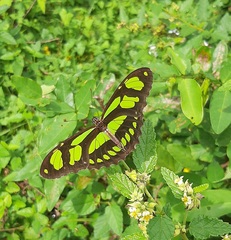 Philaethria wernickei