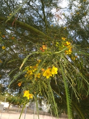 Parkinsonia aculeata