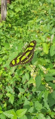 Philaethria wernickei