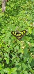 Philaethria wernickei