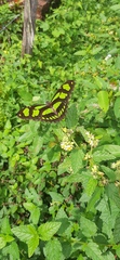 Philaethria wernickei