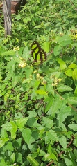 Philaethria wernickei