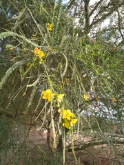 Parkinsonia aculeata